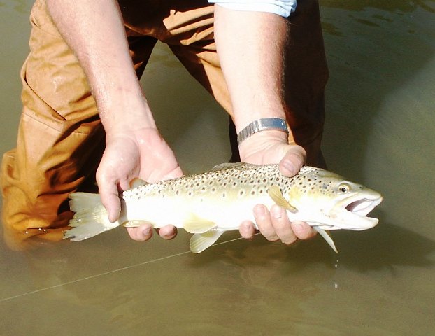 19 inch Brown